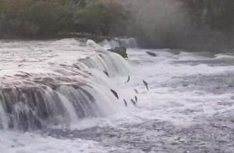 Check out the Brooks Falls “Bear Cam” from Alaska