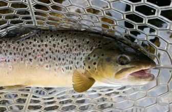 Nonnative Brown Trout Found in Montana’s Flathead River, Threatening Native Cutthroats