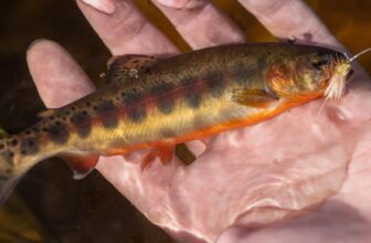 New Video Highlights TU’s Golden Trout Project
