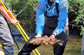 Wild-Trout Advocates Face a Battle in Pennsylvania