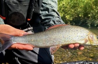 Fly Tying Focus – Paul Little