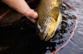 Has one of the world’s best brown trout fisheries been hiding in plain sight? | Hatch Magazine