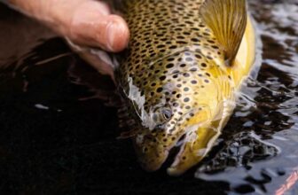 Has One of the World’s Best Brown Trout Fisheries Been Hiding in Plain Sight?