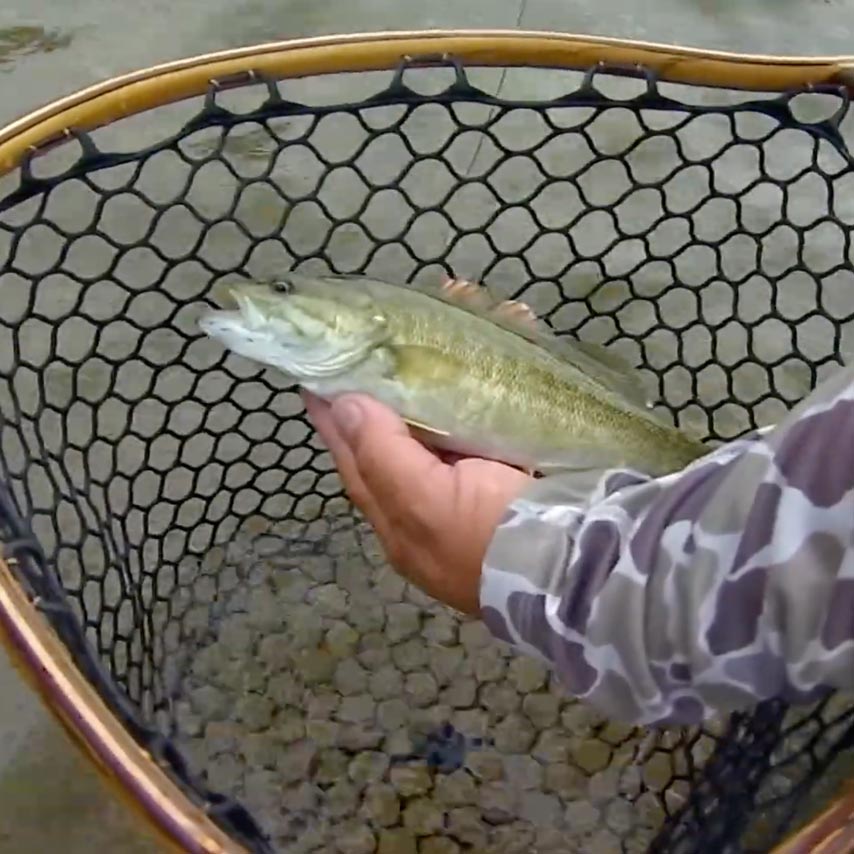Video: Oklahoma’s Secret Fly Fishing Paradise