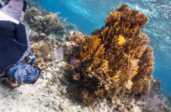 As seas rise, corals can’t keep up | Hatch Magazine