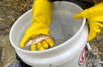 Anglers and Scientists are Racing to Save Appalachian Brook Trout