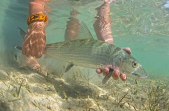 Bonefish for beginners | Hatch Magazine