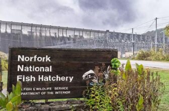 Emergency Trout Rules Shake Arkansas’ Fly-Fishing Heartland