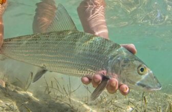 A Bonefish Primer for Beginners