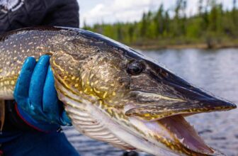 Why Trout Anglers Should Try Chasing Pike