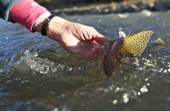 Scott introduces new GT Series fly rods | Hatch Magazine