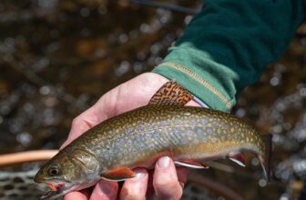 Maine Family Challenges State Over Fly-Fishing-Only Regulations