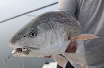 Redfish on top | Hatch Magazine