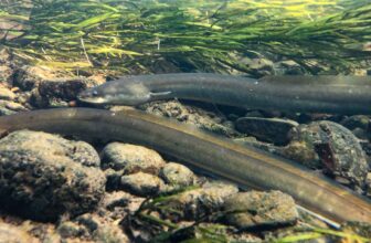 Can an international treaty save the American eel? | Hatch Magazine