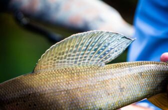 From Alaska to Michigan — the cross-continent journey of the Chena’s Arctic grayling | Hatch Magazine