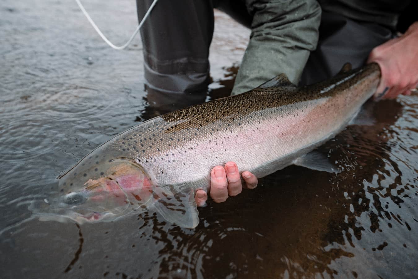 Olympic Peninsula Steelhead Won’t Get ESA Protection—Despite “Moderate Risk of Extinction”