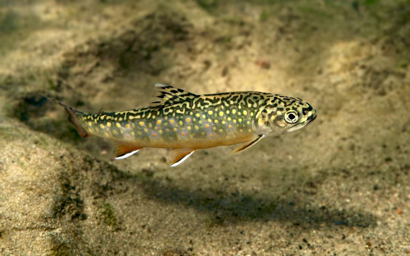 Adirondack Brook Trout Are Recolonizing Streams Lost to Acid Rain—But Warming Water May Undo the Comeback