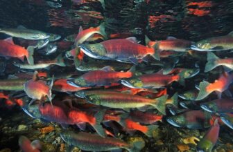 Colorado again offering up $10k for anglers to help save one non-native species from another | Hatch Magazine