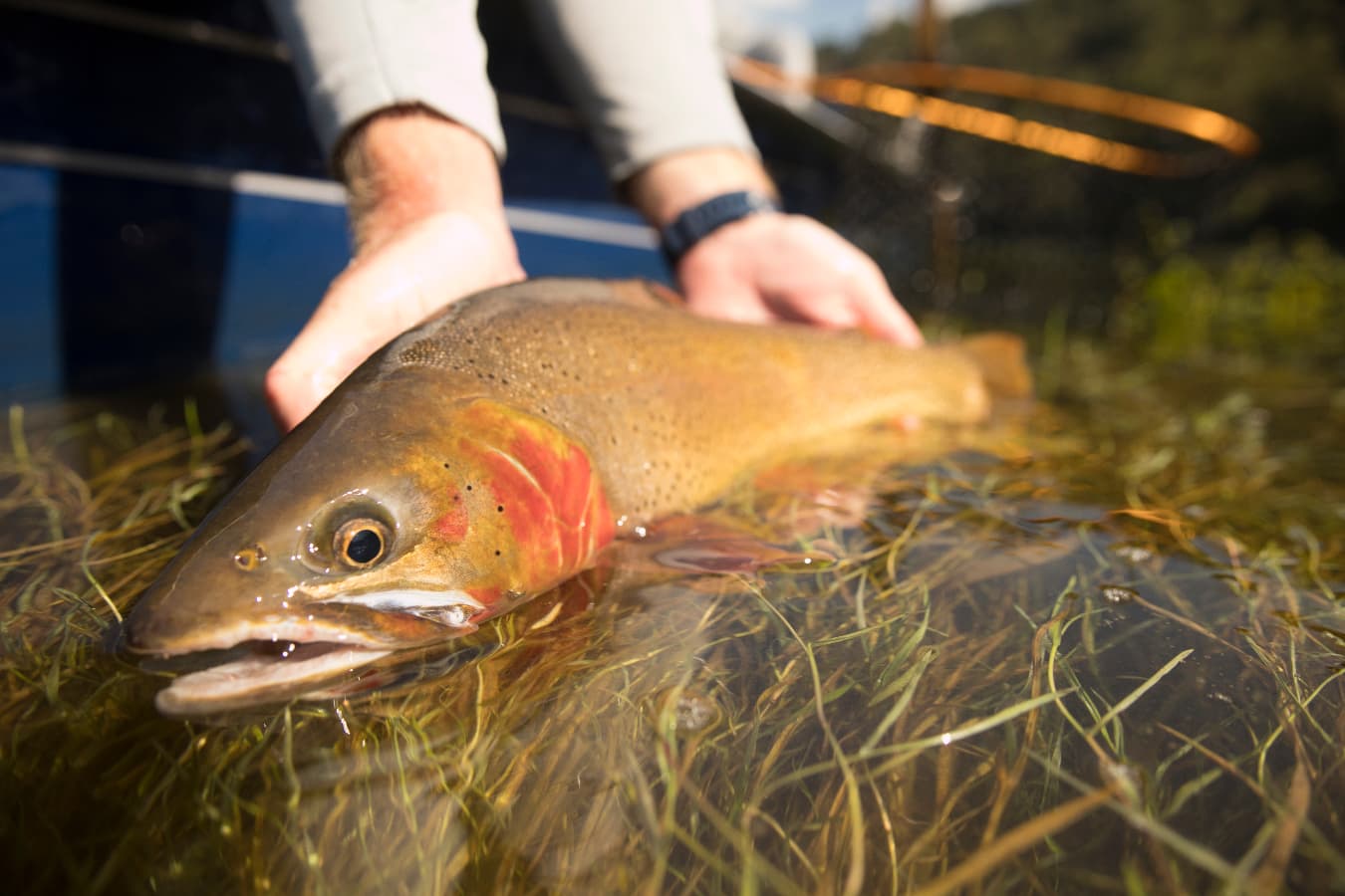 Utah Cutthroat Slam Funds Five Conservation Projects for 2026