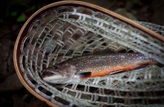 Succession | Hatch Magazine – Fly Fishing, etc.