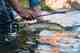 sage arrow fly rod
