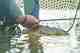 g. loomis Asquith fly rod