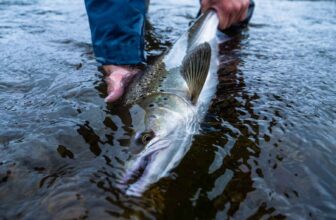 $100 million for Canada’s Atlantic salmon: What does it mean for recovery? | Hatch Magazine