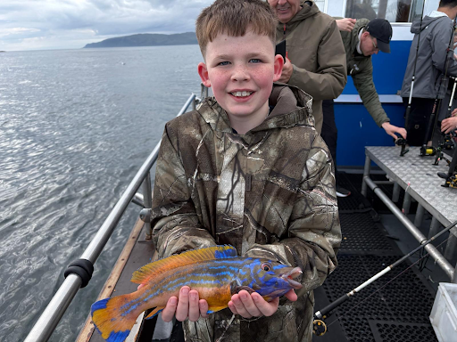 Grayson - Cuckoo Wrasse