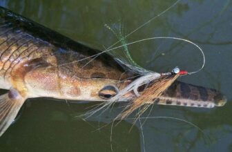 Closing the circle on the mysterious gar | Hatch Magazine