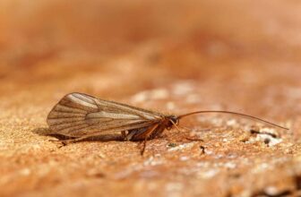 Fly fishing caddis emergences | Hatch Magazine