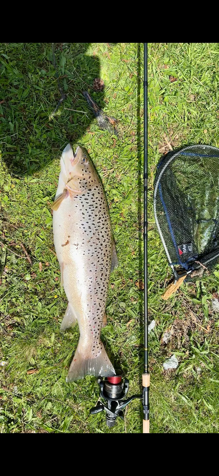 John Fisher - Brown Trout