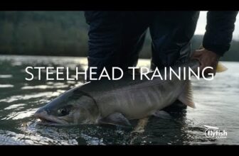 Chrome Chum Salmon on the Swing