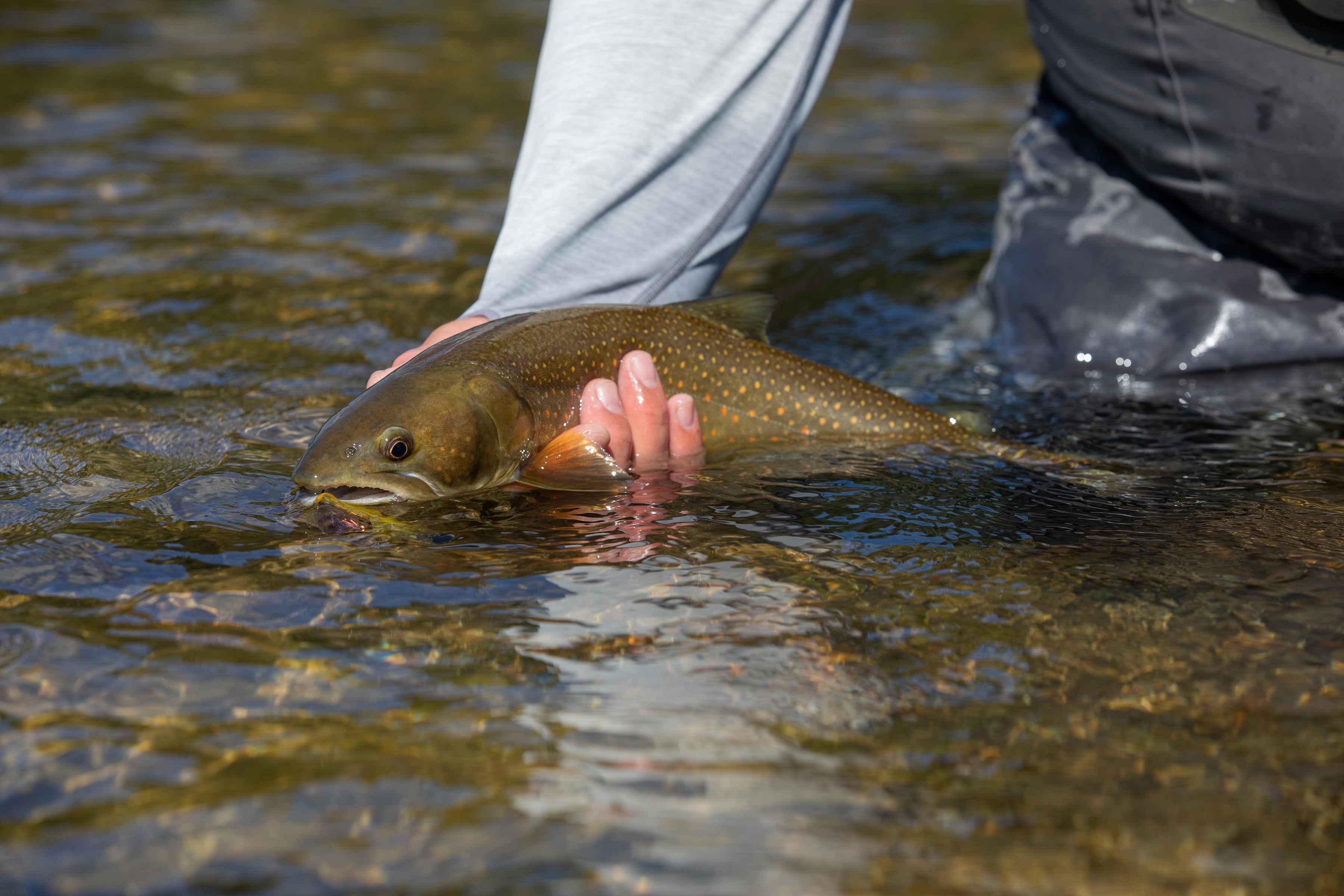 A small bull trout 