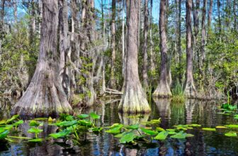 Okefenokee is now a UNESCO World Heritage site | Hatch Magazine