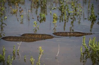 The Fiberglass Manifesto: FLYLAB – Carp Are Difficult to Pattern