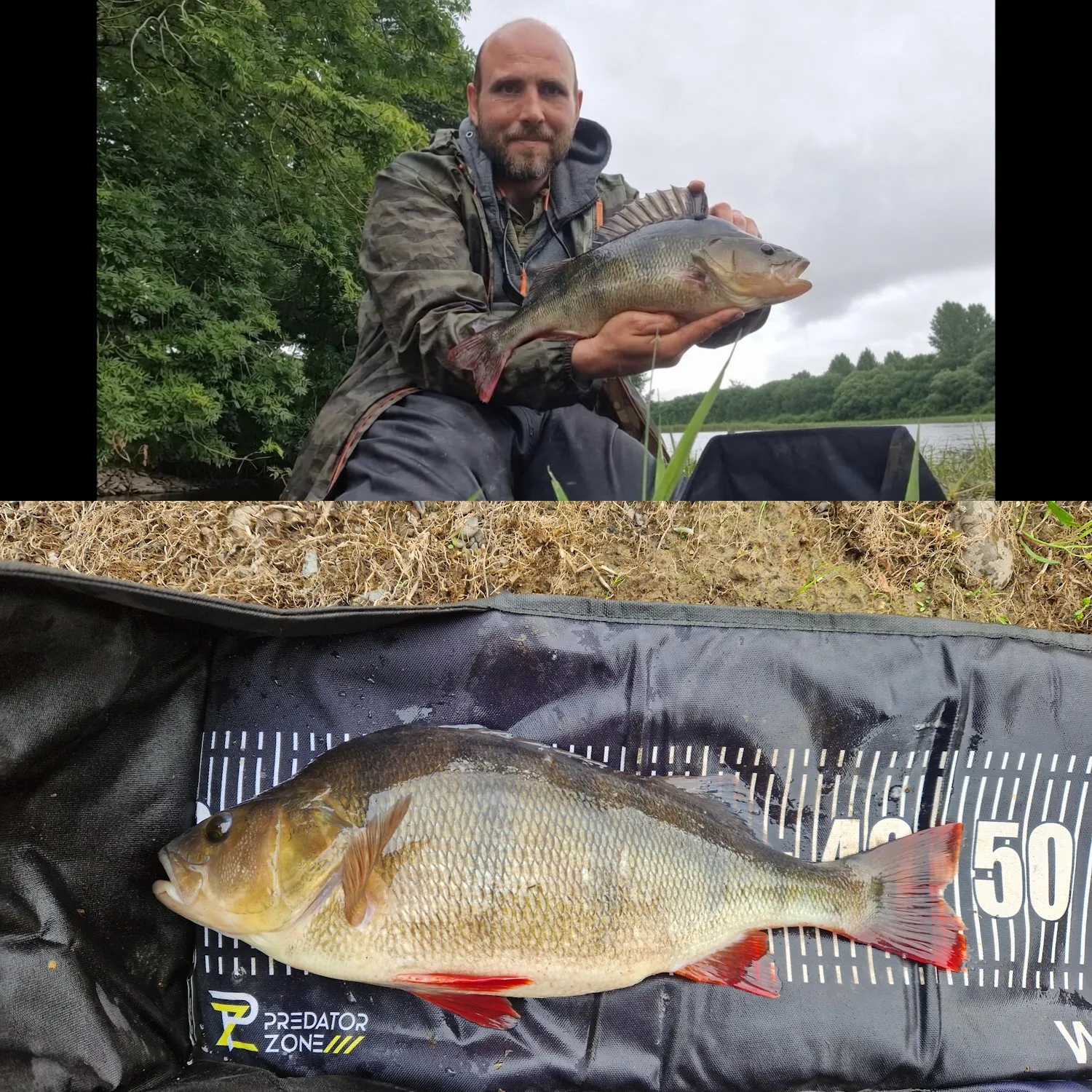 Kelvin Bain with a 3lb+ Perch caught going back to the same SW Scotland river