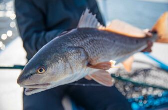 Redfish: The gateway to a flats habit | Hatch Magazine