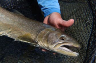 The flutter: Get your fly in the zone | Hatch Magazine