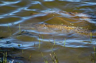 Crawling for carp | Hatch Magazine