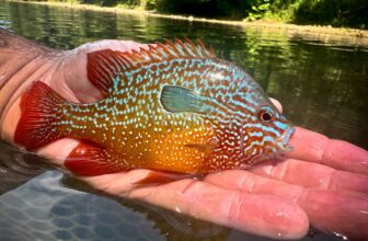 Sunfish: No press is good press | Hatch Magazine