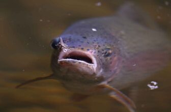 How far should you lead a rising trout? | Hatch Magazine
