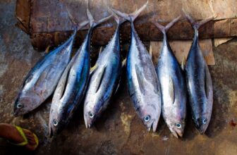 El Niño is already scrambling fisheries throughout the Pacific | Hatch Magazine