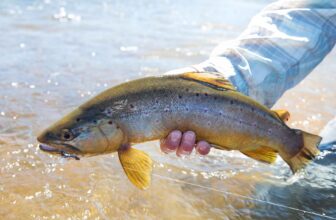 The Yellowstone terrestrial countdown | Hatch Magazine